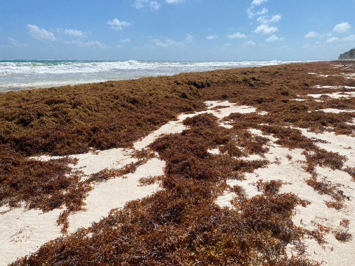 Build up of Seaweed